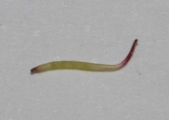 Indigofera magnifica