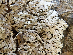Physcia tribacia