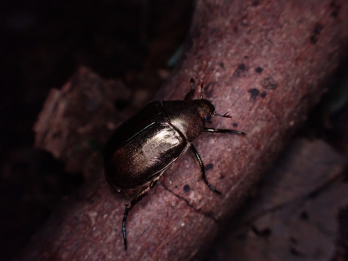 Cupreous Chafer