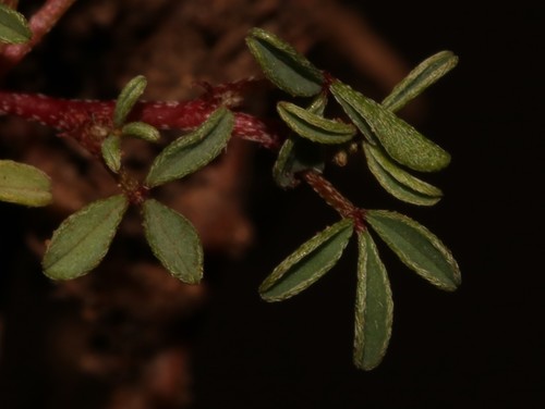 Image of Indigofera magnifica by (c) Brian du Preez, some rights reserved (CC BY-SA)