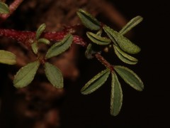 Indigofera magnifica
