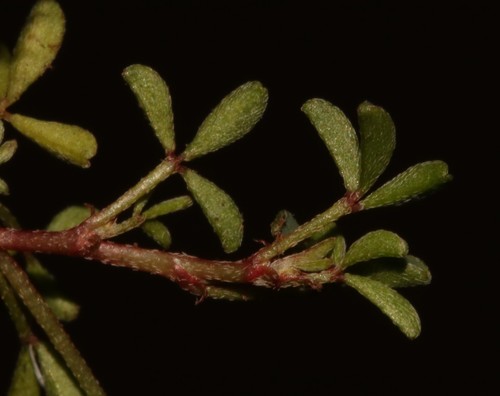 Image of Indigofera magnifica by (c) Brian du Preez, some rights reserved (CC BY-SA)