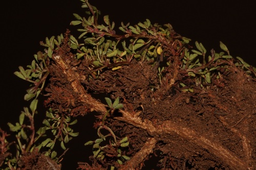 Image of Indigofera magnifica by (c) Brian du Preez, some rights reserved (CC BY-SA)