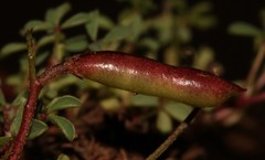 Indigofera magnifica