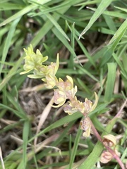 Veronica arvensis
