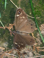 Lasiommata deidamia