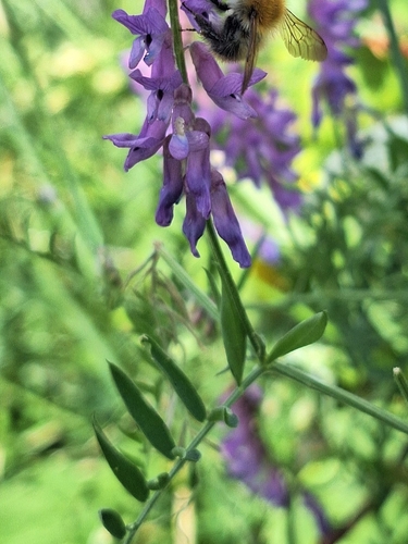 tufted vetch