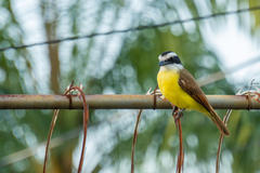 Pitangus sulphuratus