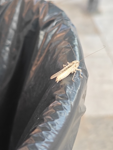Brown-spotted Bush-cricket