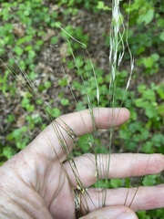 Piptochaetium avenaceum