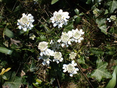 Iberis sempervirens