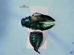 Chrysobothris harrisi