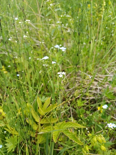 Myosotis nemorosa, 2026-06-30