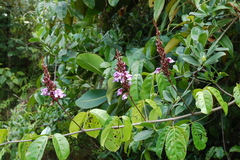 Macropsychanthus scabrus