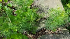 Coreopsis verticillata