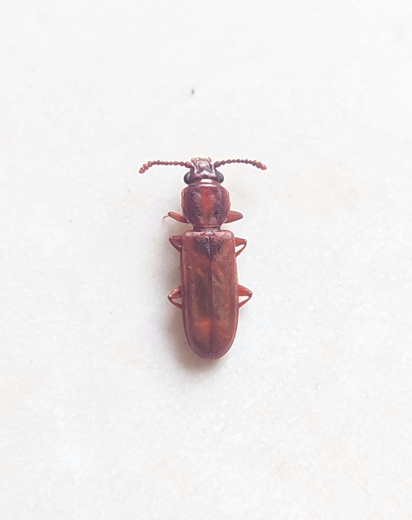Pediacus depressus
