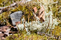 Cladonia maxima