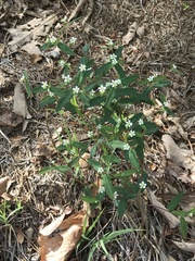 Euphorbia pubentissima