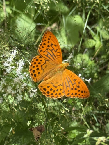 Silver-washed Fritillary