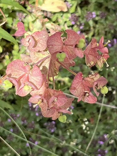 cypress spurge