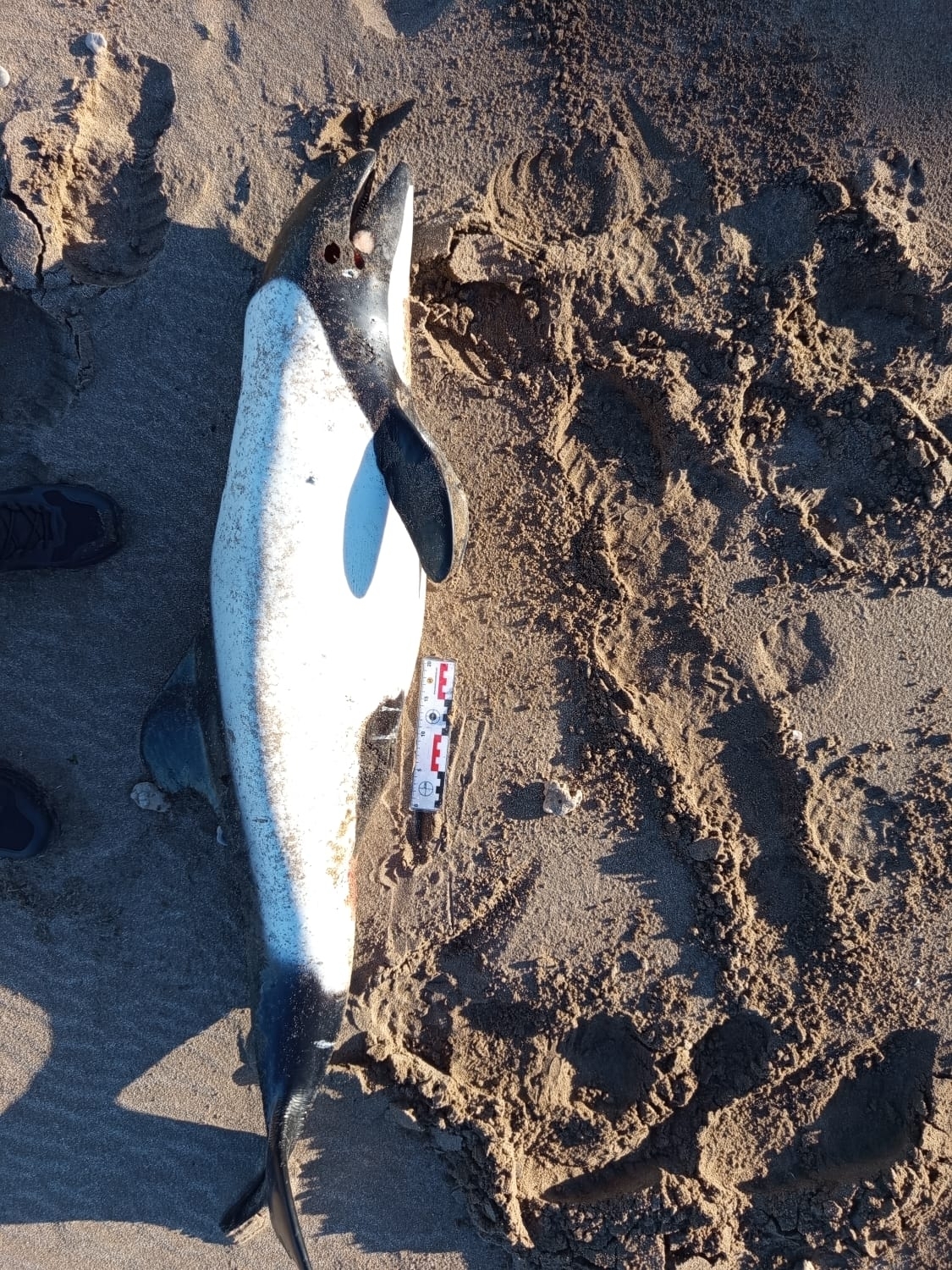 Cephalorhynchus commersonii