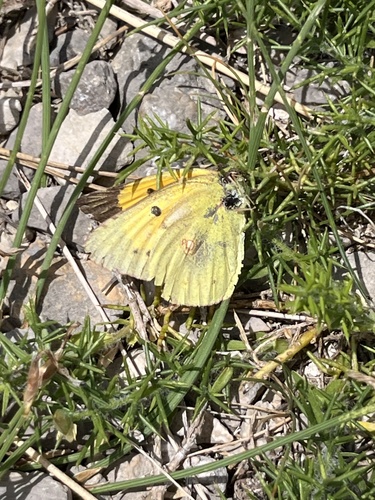 Clouded Yellow
