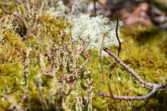Cladonia phyllophora