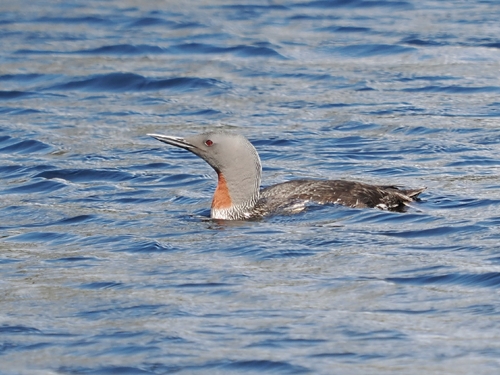 Red-throated Loon
