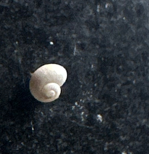 Margarites helicinus observed 2026-05-13