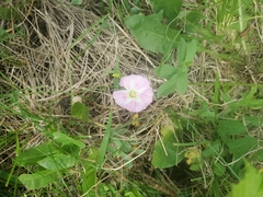 field bindweed