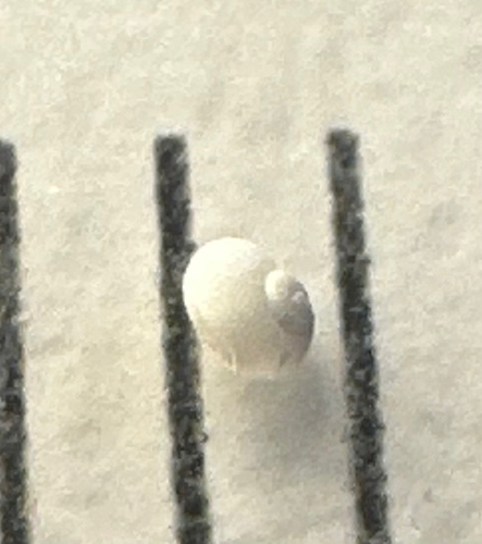 Margarites helicinus observed 2026-05-13