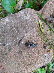 Osmia lignaria