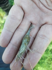 Macrobrachium borellii