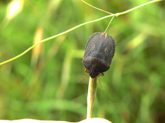 Eurygaster austriaca