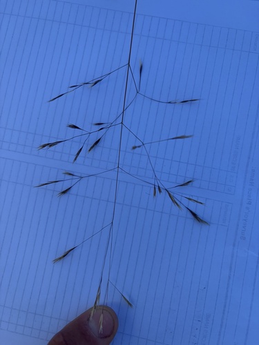 Deschampsia danthonioides, 2026-06-17
