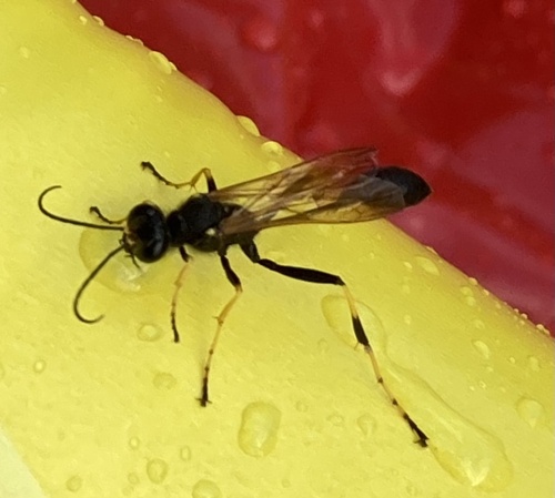 Yellow-legged Mud-dauber Wasp