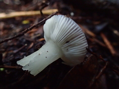 Russula roseopileata