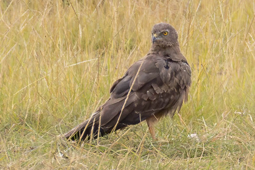 iNaturalist: (c) sawhandle, some rights reserved (CC BY-NC) iNaturalist image