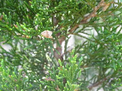 Glyphidocera juniperella