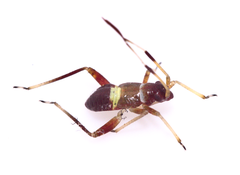 Closterotomus biclavatus