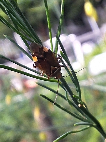Deraeocoris flavilinea