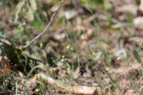 Linum corymbulosum (Linum corymbulosum)