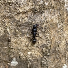 Camponotus pennsylvanicus