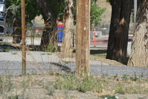 Gunnison's Prairie Dog
