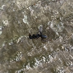 Camponotus pennsylvanicus