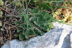 Silene gigantea