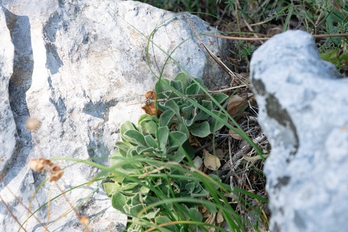 Silene gigantea, photograph 1