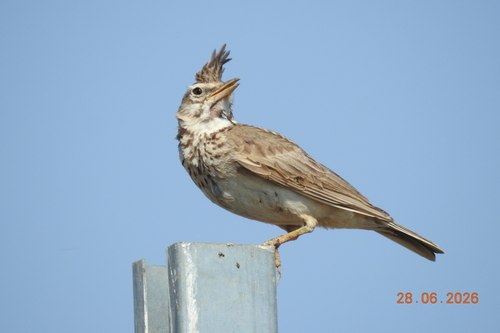 Crested Lark