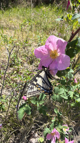 Canadian Tiger Swallowtail