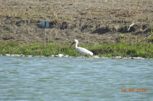 Eurasian Spoonbill